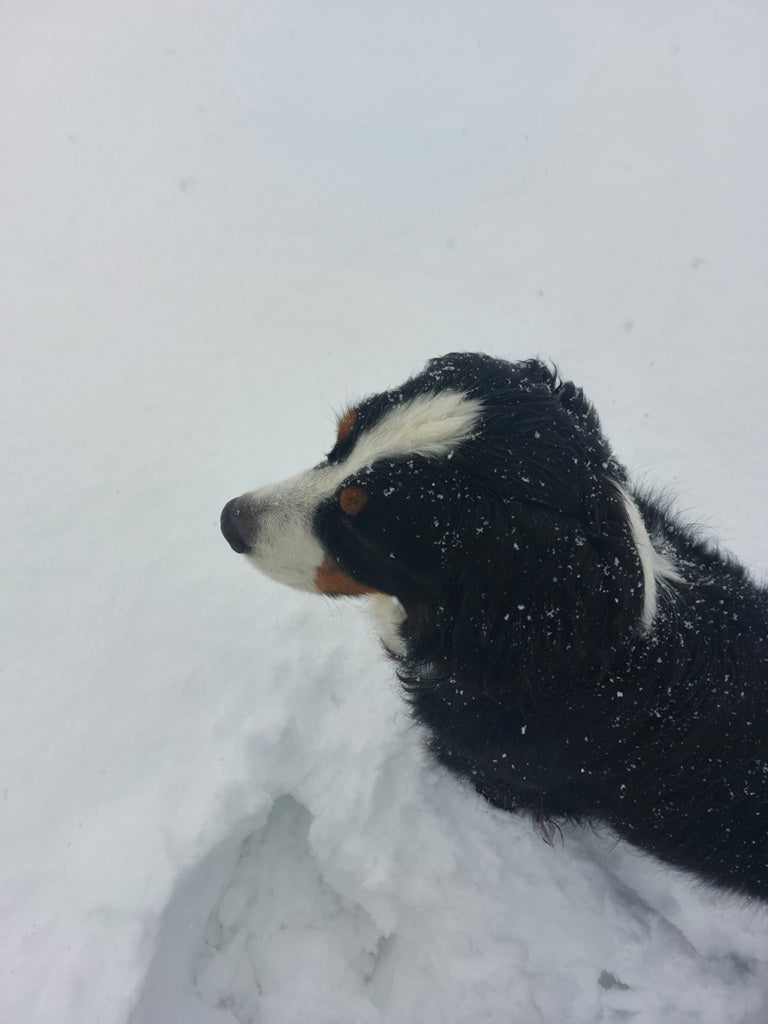 Livadur Erfahrungsbericht Community Spaziergang mit Hund