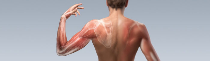 Muskulatur eines Mannes